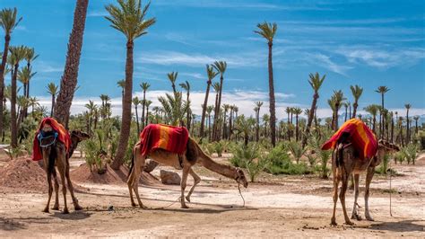 Les 10 meilleures activités à faire à Marrakech Marrakech Best Of