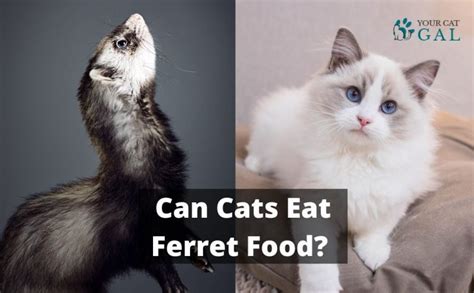 Can Cats Eat Ferret Food What Facts 2022 Says YourCatGal