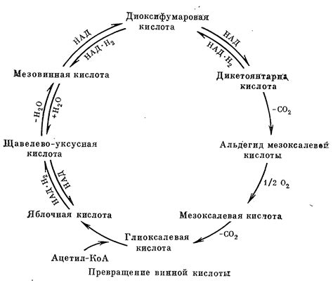винная кислота L и Dl в чем отличие
