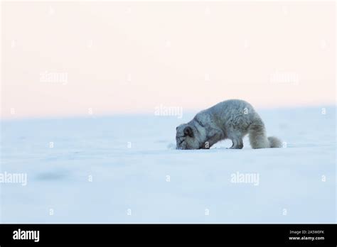 White polar fox in habitat, winter landscape - Vulpes lagopus Stock ...