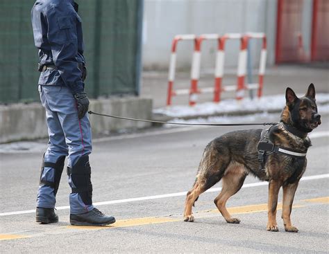 K9 Met Specialists Ltd Security Dogs In Berkshire