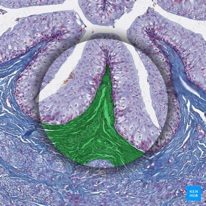 Lamina propria: Anatomy, structure and function | Kenhub