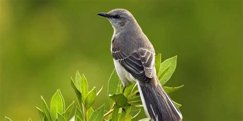 Northern Mockingbird Sunnyvale Garden