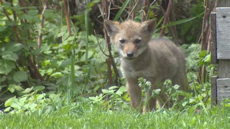 Coyote pups surprise visitors at Fort York community garden | CBC News