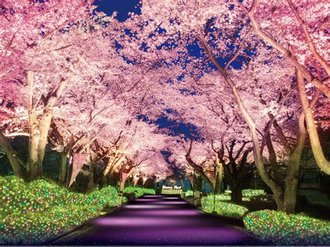 よみうりランドで夜桜とイルミネーション企画 1000本の桜をライトアップ 調布経済新聞