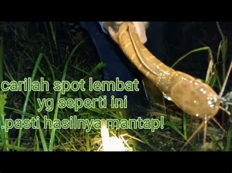 SEPOT SARANG BABON MANCING LEMBAT MALAM UMPAN TURUN LANGSUNG BUAT