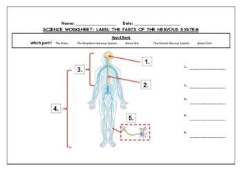 Science Worksheet Label Parts Of The Nervous System Science