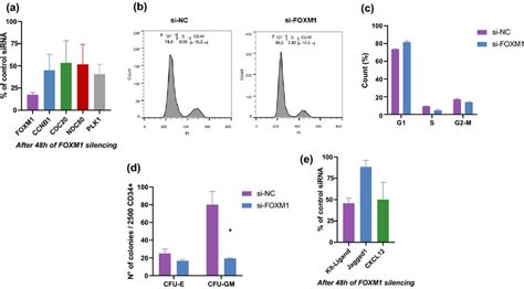 Effects Of Foxm Silencing A Expression Levels Of Foxm And Of Its