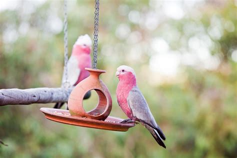 Don's Tips: Feeding Wild Birds - Burke's Backyard