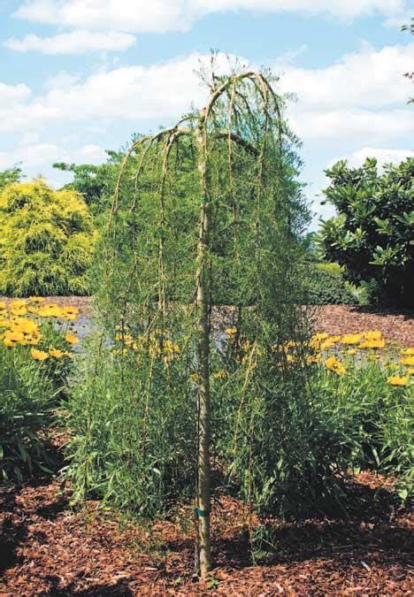 Flowering Weeping Dwarf Trees | Best Flower Site