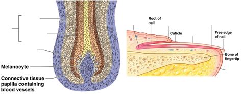 Skin Appendages Diagrams Diagram | Quizlet