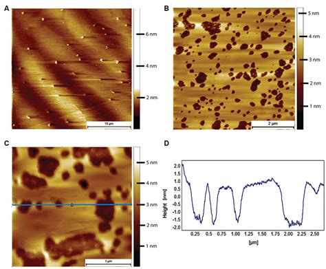 Cholesterol Rich Naked Mole Rat Brain Lipid Membranes Are Susceptible To Amyloid Beta Induced
