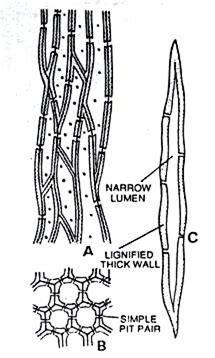 Sclerenchyma Cells Function