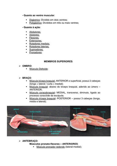 Solution Sistema Muscular Anatomia Humana Studypool