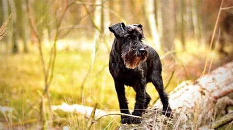 Nombres Para Perros Negros Con Su Significado Son Para Schnauzers