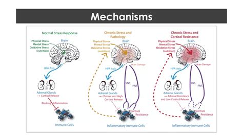 Psychoneuroimmunologypdf