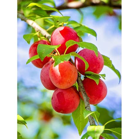 Southern Planters Methley Plum Tree Prunus Salicina Disease