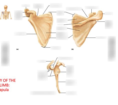 Scapula Diagram Quizlet