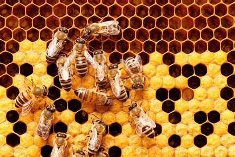 Hive Blockchain Launched, HIVE Coin Listed - Is Steem-Sun Battle Over?
