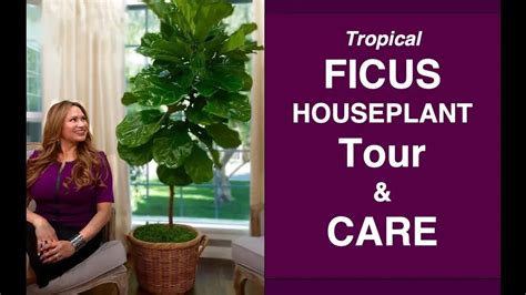 INDOOR FICUS PLANT CARE & FICUS HOUSE PLANT TOUR!