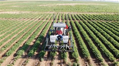 More Missouri Farmers Growing Peanuts Missouri Agricultural