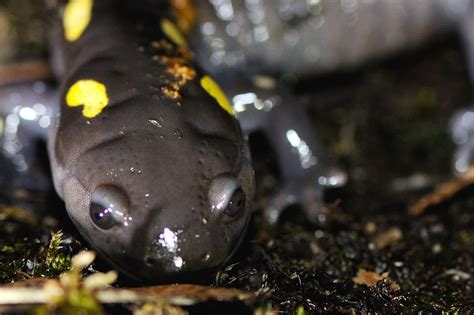 The Salamander Blog The Adult Salamanders During Migration