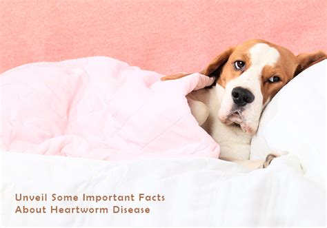 Unveil Some Important Facts About Heartworm Disease