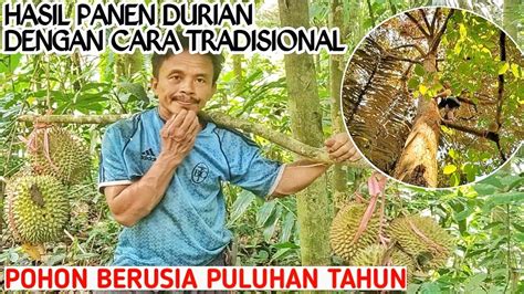 Panen Buah Durian Jumbo Pohon Besar Berusia Puluhan Tahun Di Tengah