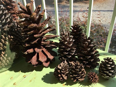 5 Inch Georgia Pine Cones 16 Qty