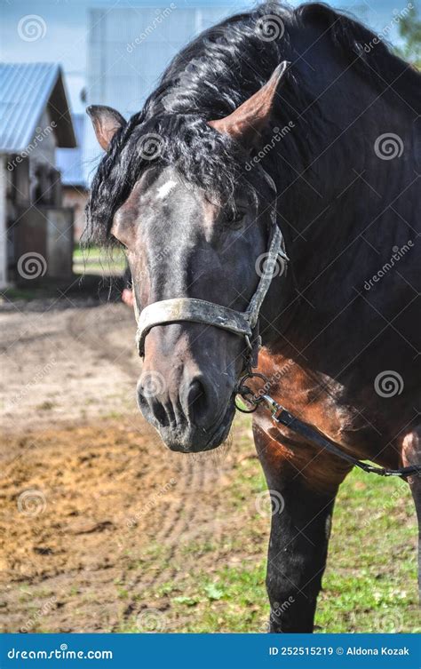 Portrait Of A Head Of A Black Horse Drawn Stock Image Image Of