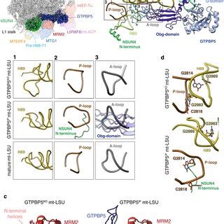 Gtpbp Contributes To The Maturation Of The Ptc Region A Schematic