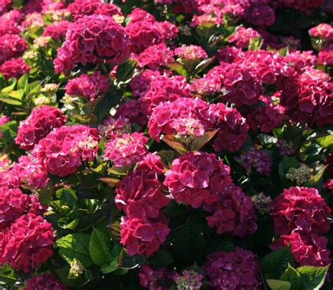 Hydrangea Sanguine Shrubs For Sale Letsgoplanting Co Uk