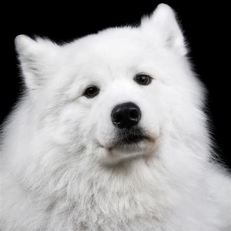 Samoyed Dog Isolated On Black Background — Stock Photo © Melory 1548990