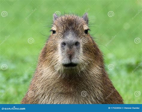 Top View Capybara In Water Royalty Free Stock Photo