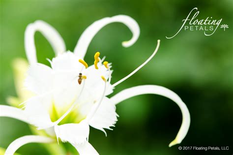 Peruvian Daffodil | Wednesday's Flower | Floating Petals