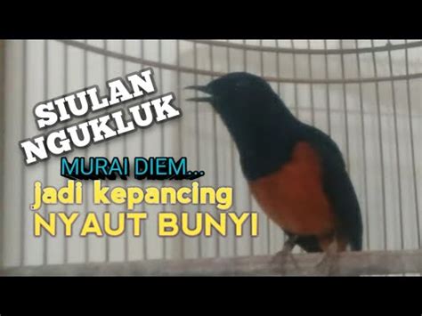 Kicauan Murai Batu Merangsang Bunyi Jadi Nyaut Gacor Ngeplong Bongkar