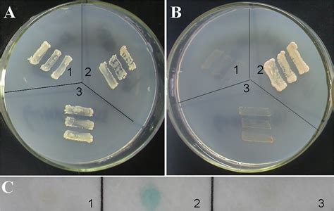 Transactivation Activity Assay Of Ghrav1 Protein In Yeast Cells A