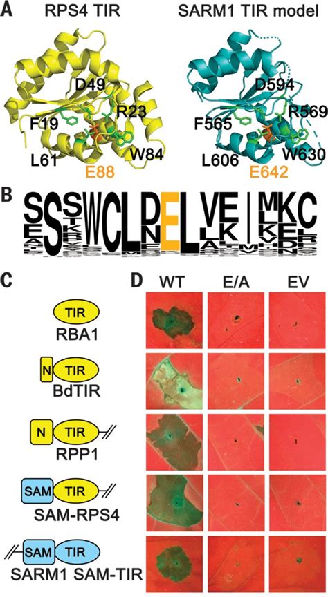 Tir Domains Of Plant Immune Receptors Are Nad Cleaving Enzymes That