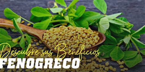 9 Beneficios Del Fenogreco Para La Salud Mejora Tu Bienestar Con Esta