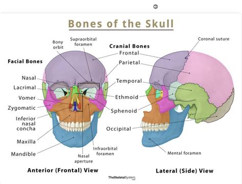 skeletal system   cranial bones diagram quizlet