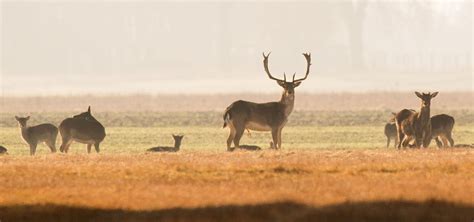 Verkauf über wild-auf-wild.de | Deutscher Jagdverband