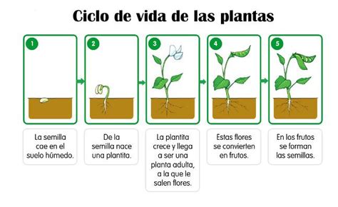 Ciclo De Vida De Las Plantas Ciclo De Vida Ciclos De Vida De Las