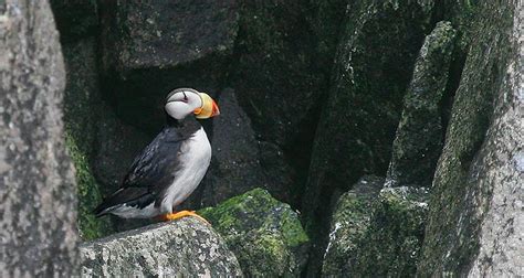 7 Cool Facts About The Puffins Of Kenai Fjords National Park