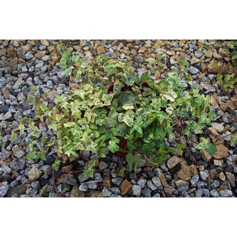 Hedera Canariensis Variegated