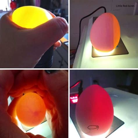 How And Why To Candle Eggs Little Red Acres