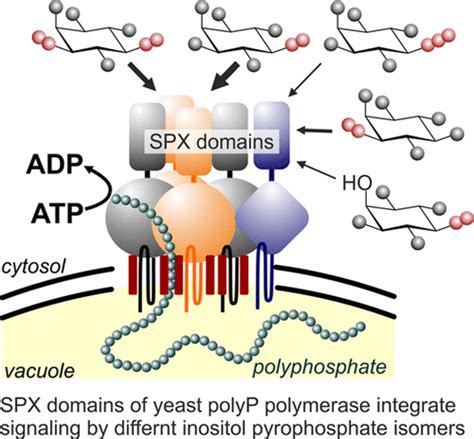 Inositol Pyrophosphate Specificity Of The SPX Dependent Polyphosphate