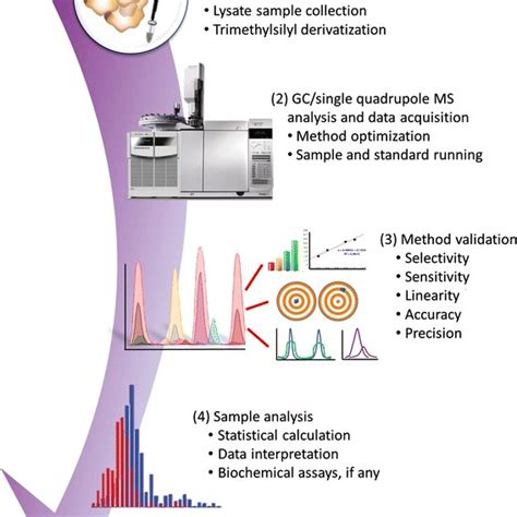 Experimental Workflow For GC MS Based Targeted Metabolite Profiling Of