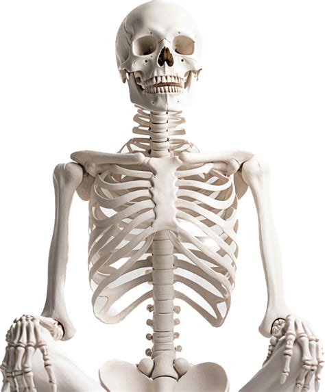 Skeleton With Png