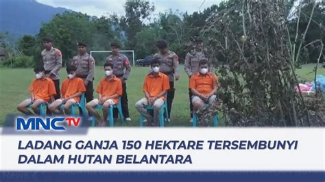 Ladang Ganja Seluas 150 Hektare Ditemukan Di Mandailing Natal LIM 12