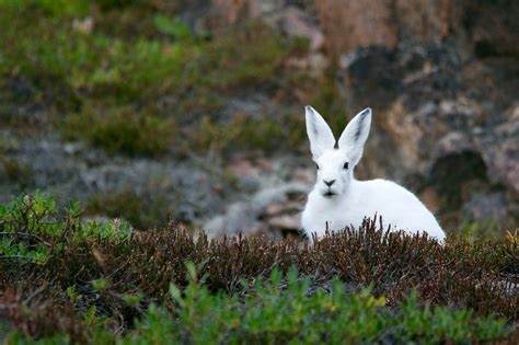 Tundra Travel Guide • The Art Of Travel Wander Explore Discover
